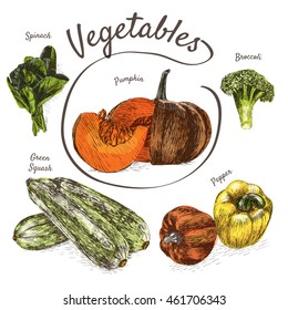 Vector illustration colorful set with vegetables. Different sort of vegetables on white background