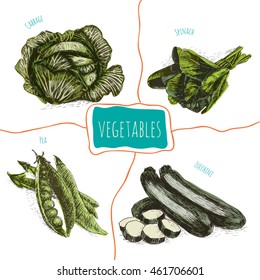 Vector illustration colorful set with vegetables. Different sort of vegetables on white background