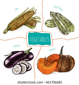 Vector illustration colorful set with vegetables. Different sort of vegetables on white background