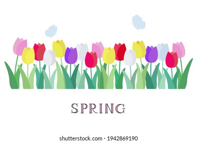 Vector illustration of colorful tulip flowers and butterflies
