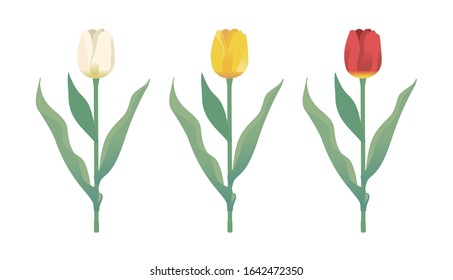 Watercolor Illustration Tulips Stock Illustration 292349246 | Shutterstock