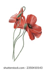 Vector illustration with the colorful wildflowers on the isolated background.