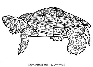 Vector illustration for coloring book. Realistic design pond slider or turtle. Marine inhabitants. Children's illustration. Pet turtle red-eared slider