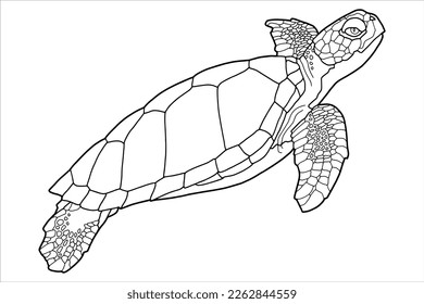 Vector illustration for coloring book. Realistic design. Sea turtle. Marine inhabitants. Children's illustration.	
