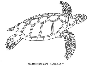 Vector Illustration Realistic Design Sea Turtle Stock Vector (Royalty ...