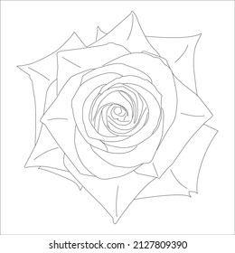 Vector illustration, coloring, Vector outline flowers. Line art coloring page with roses and leaves