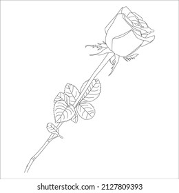 Vector illustration, coloring, Vector outline flowers. Line art coloring page with roses and leaves