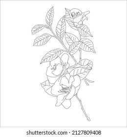 Vector illustration, coloring, Vector outline flowers. Line art coloring page with roses and leaves