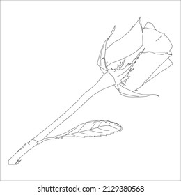 Vector illustration, coloring, Vector outline flowers. Line art coloring page with roses and leaves