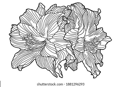 Vector illustration. Coloring page. Amaryllis flowers. Hippeastrum, lily. Botanical illustration.