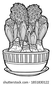 Ilustración vectorial. Colorido de la página. Línea negra aislada sobre fondo blanco. Hiacintos en una maceta de flores. Flores de primavera. Ilustración botánica.