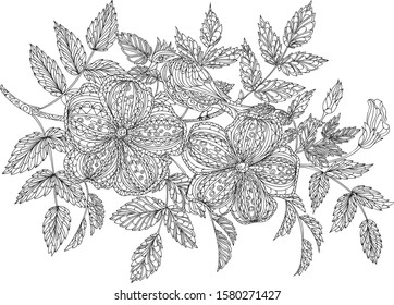Vector illustration. Coloring page for children and adults. Image of a branch with flowers and a fantasy bird.