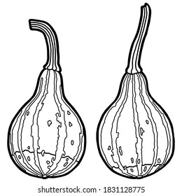 Vector illustration. Coloring page. Hand drawing pumpkin. Outline drawing. Isolated on white drawing