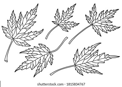 Vector illustration. Coloring page. Maple leaves.