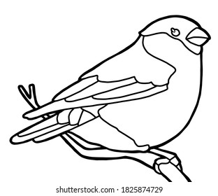 Vector illustration. Coloring page. Outline drawing of a bird. Bullfinch on a branch.