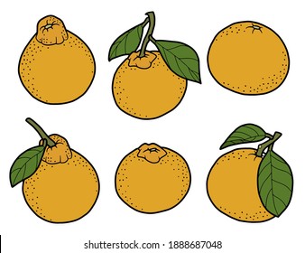 Ilustración vectorial. Colorido de la página. Conjunto de mandarinas de diferentes formas. Tangerinas con hojas y ramas. Frutas cítricas maduras. Sacar frutos a mano.