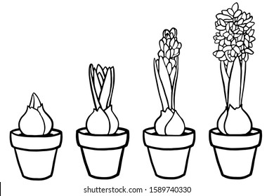 Vector illustration. Coloring page. Spring flowers. Hyacinth in a pot. Stages of hyacinth growth. Coloring book for adults and children. Realistic design.  Botanical illustration.