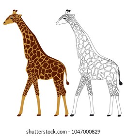 Vector illustration coloring pages animals - giraffe