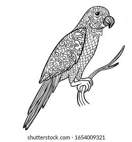 
farbiger Papagei auf weißem Hintergrund Vektorillustration