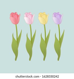 vector illustration of colurful tulips in the spring