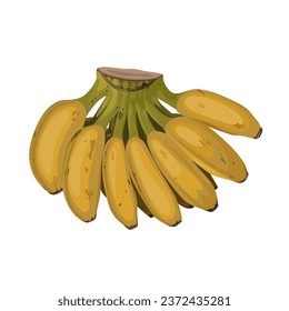 Vector illustration, a comb of ripe saba banana, scientific name Musa acuminata balbisiana, isolated on white background.
