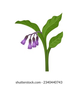 Vector illustration, Comfrey or Symphytum officinale, isolated on white background.