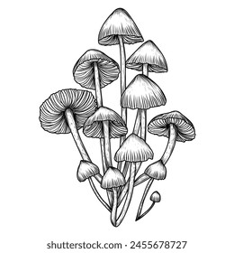 Vector illustration common bonnet mushroom in engraving style