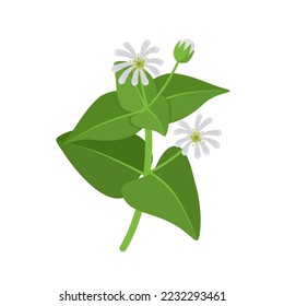 Vector illustration, common chickweed or stellaria media, isolated on white background.