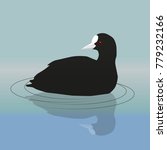 A vector illustration of a common coot or Eurasian coot swimming and looking backwards