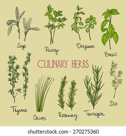 Vector illustration of common culinary herbs - rosemary, basil, thyme, parsley, oregano, dill, tarragon, chives and sage.