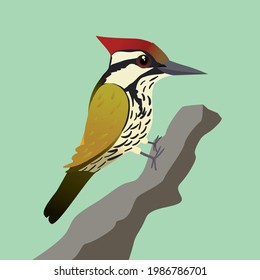 

A vector illustration of a common flameback woodpecker or  common goldenback on a tree trunk with a green background