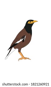 Vector illustration of A common myna bird from Thailand