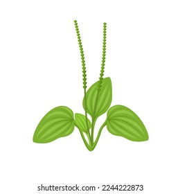 Vector illustration, common plantain or Plantago major, isolated on white background.