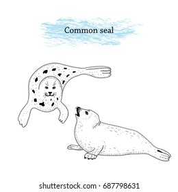 Vector illustration of Common seal. Isolated. Hand drawn ink pen art.