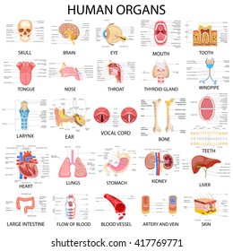 vector illustration of complete chart of different human organs