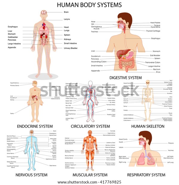 vector illustration of complete chart of different\
human organ system