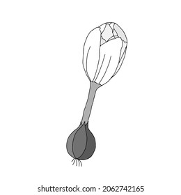 A Vector illustration of a complete white crocus flower with onion and roots isolated on a white background
