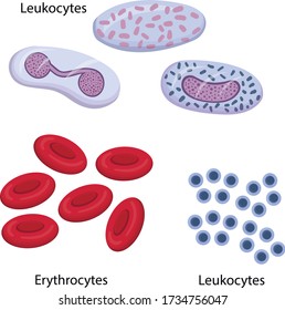 Vector illustration of the composition of blood leukocytes, erythrocytes