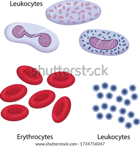 Vector illustration of the composition of blood leukocytes, erythrocytes