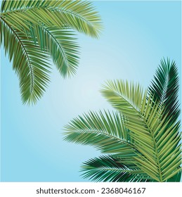 vector illustration, Composition of coconut leaves.