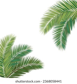 vector illustration, Composition of coconut leaves.