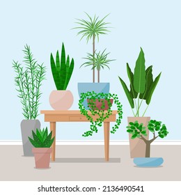 Vector illustration with a composition of indoor plants in pots and vases in a modern interior urban Jungle