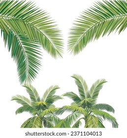 Vector illustration, composition of two coconut trees with coconut leaves in the foreground.