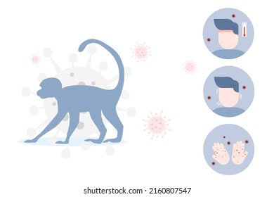 vector illustration concept of monkeypox epidemic infographic of monkeypox virus outbreaks method to humans and symptoms after infecting body,high fever,chills and rash blisters form on the skin .