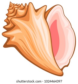 Vector illustration of a conch shell.