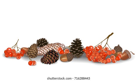 Vector illustration cone rowan and acorn on a white background