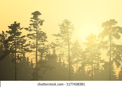 Vector illustration of coniferous forest with pines and spruces, under morning yellow and orange sky with rising sun and sunshine