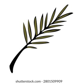 Vector illustration of a coniferous tree branch (pine or fir). Stylized branch with long narrow needle-like leaves in olive green color. 