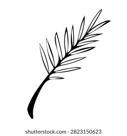 Vector illustration of a coniferous tree branch (pine or fir). Stylized branch with long narrow needle-like leaves.