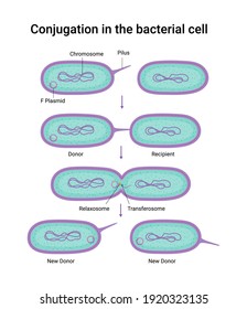 Vector illustration of Conjugation in the bacterial cell 